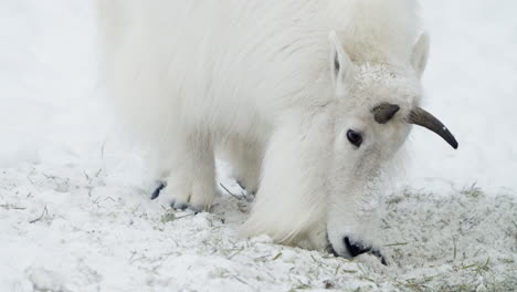primer plano de una cabra de montaña comiendo hierba bajo la nieve en whitehorse en yukon, canadá.
