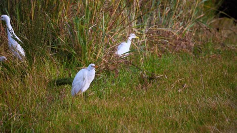 a number of cattle egrets forage in the grass