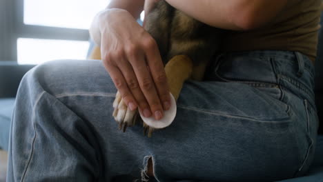 close up view of a dog paws