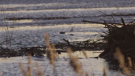 beaver swimming in calm lake water at dawn and dusk