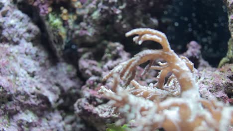 acuario 37