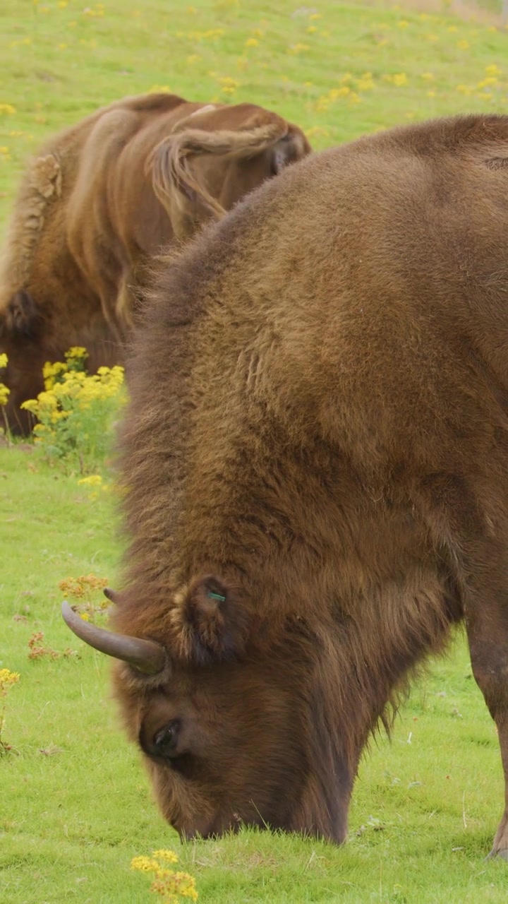 I bisonti europei pascolano pacificamente sull'erba verde lussureggiante e sui fiori selvatici in un prato alpino illuminato dal sole, con un leggero movimento di telecamera e luce naturale.