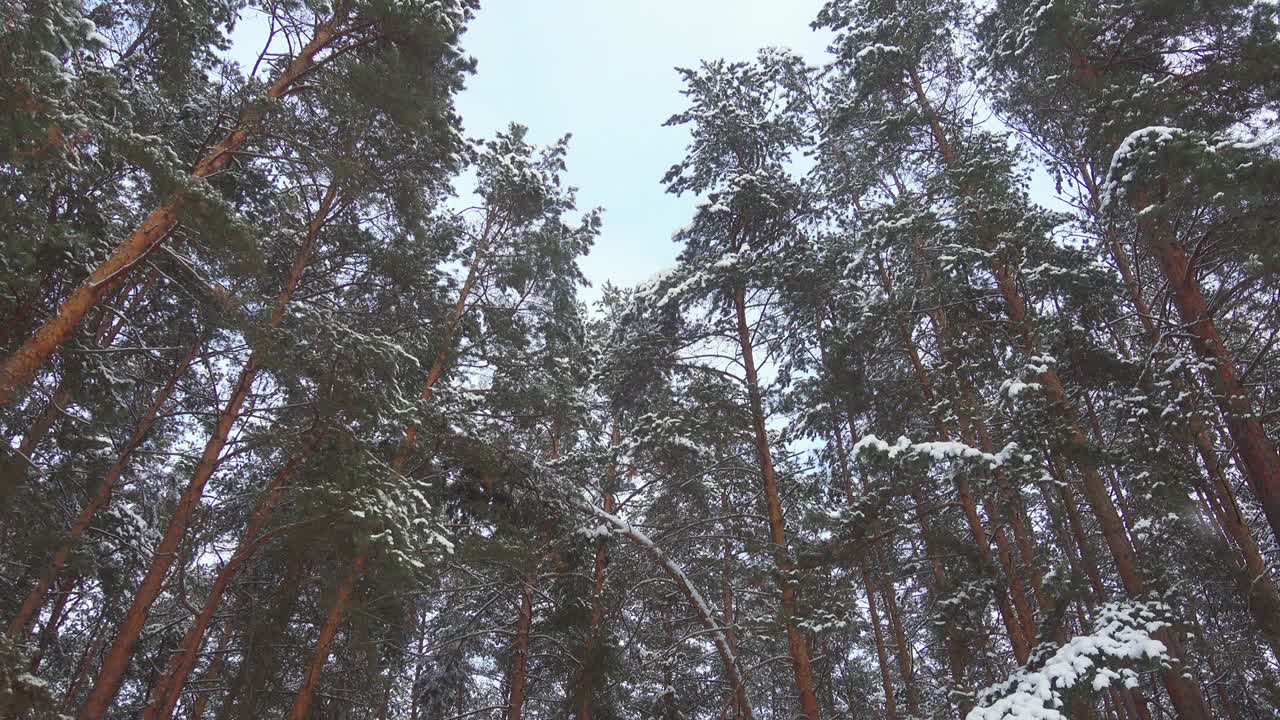 Seamless slow motion footage of falling snow in pine winter forest, pro res.