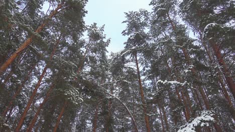 seamless slow motion footage of falling snow in pine winter forest, pro res.