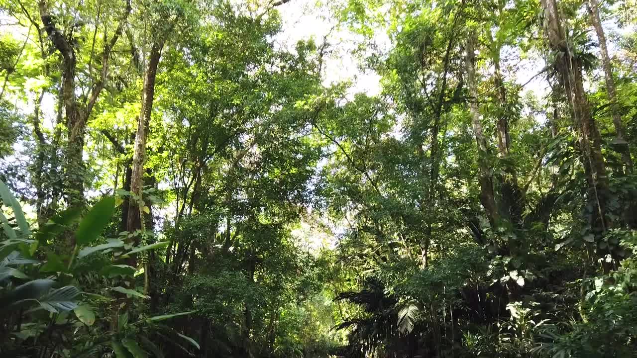 보트로 여행하는 동안 코스타리카의 아름다운 토르투게로 운하 발견