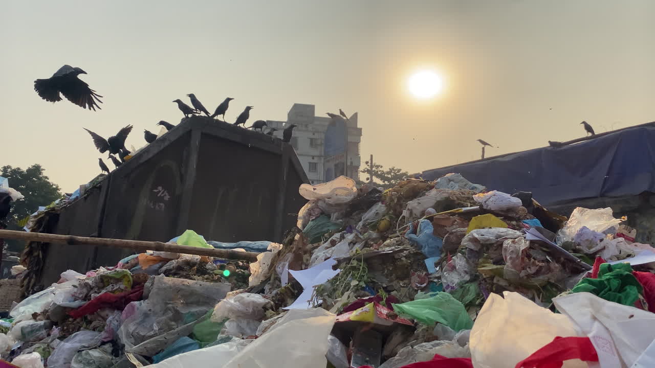 넘쳐나는 쓰레기 수거통을 둘러싼 쓰레기 더미 주변에 까마귀들이 모여든다
