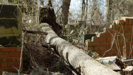 Tree-that-fell-through-an-abandoned-building