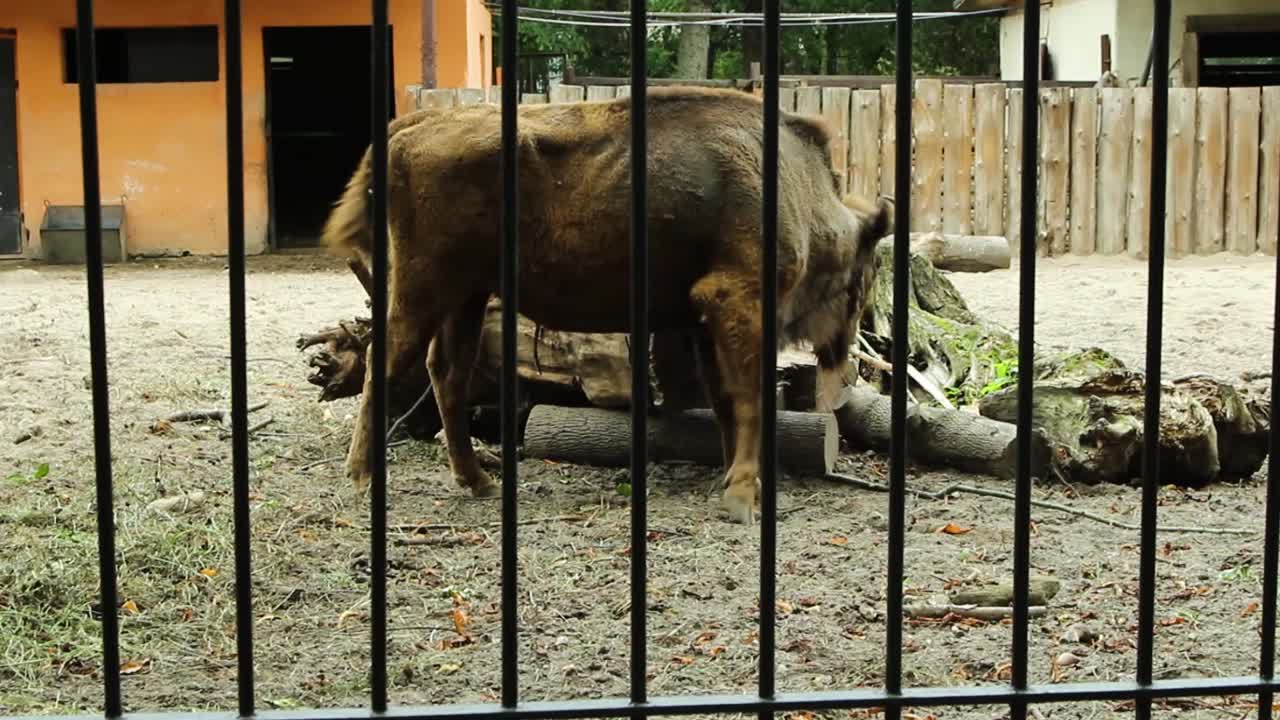 bisontes que viven en el zoológico
