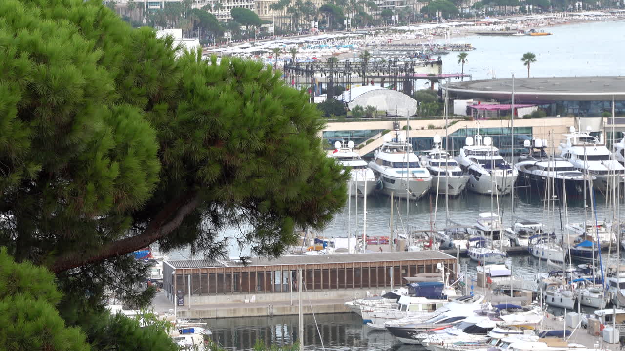 Close up of a green tree with the view of the Port de Cannes on the background