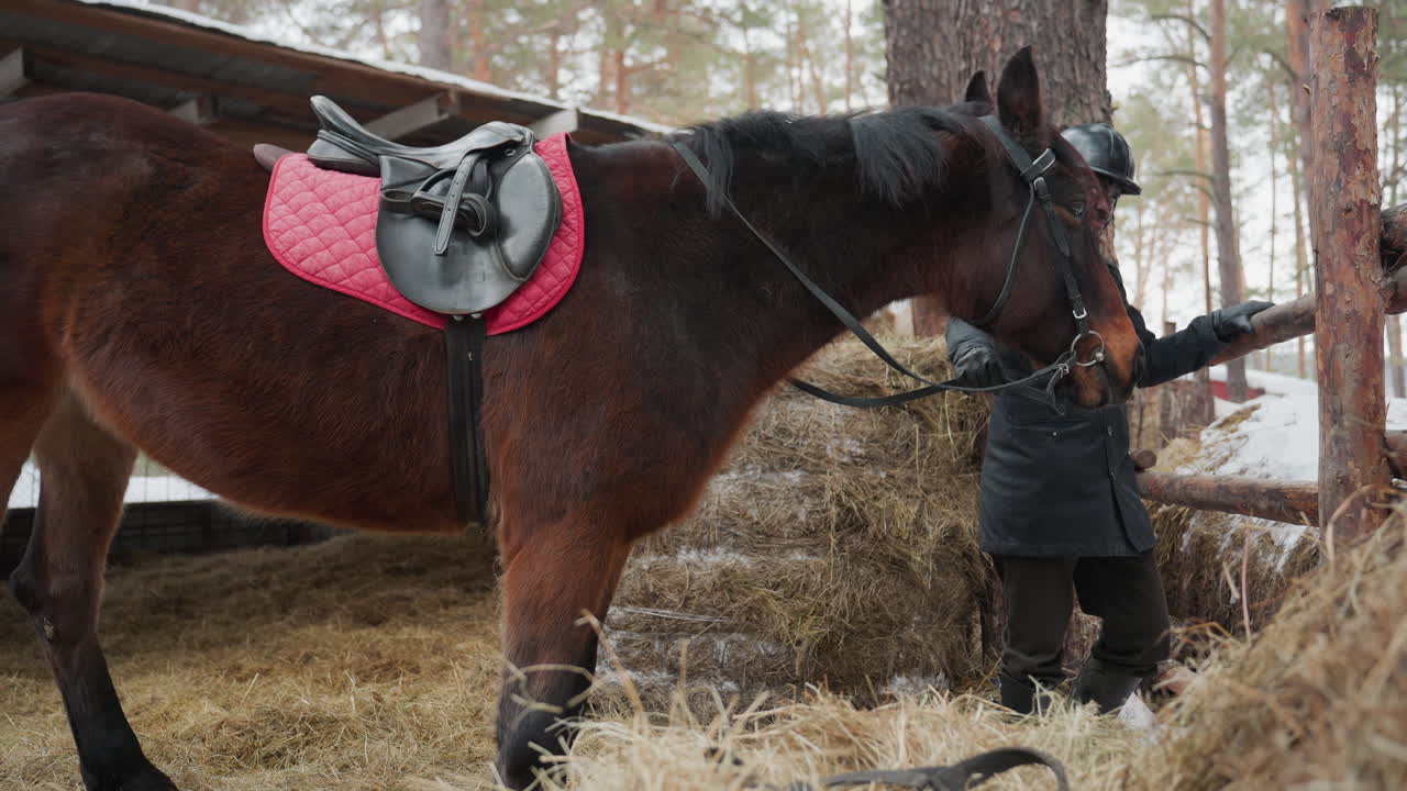 Конюх осматривает седло и конскую сбрую, конюшенный проверяет амуницию на коричневой лошади на открытом воздухе, фермер оценивает вальтрап и снаряжение на каштановой лошади перед верховой ездой