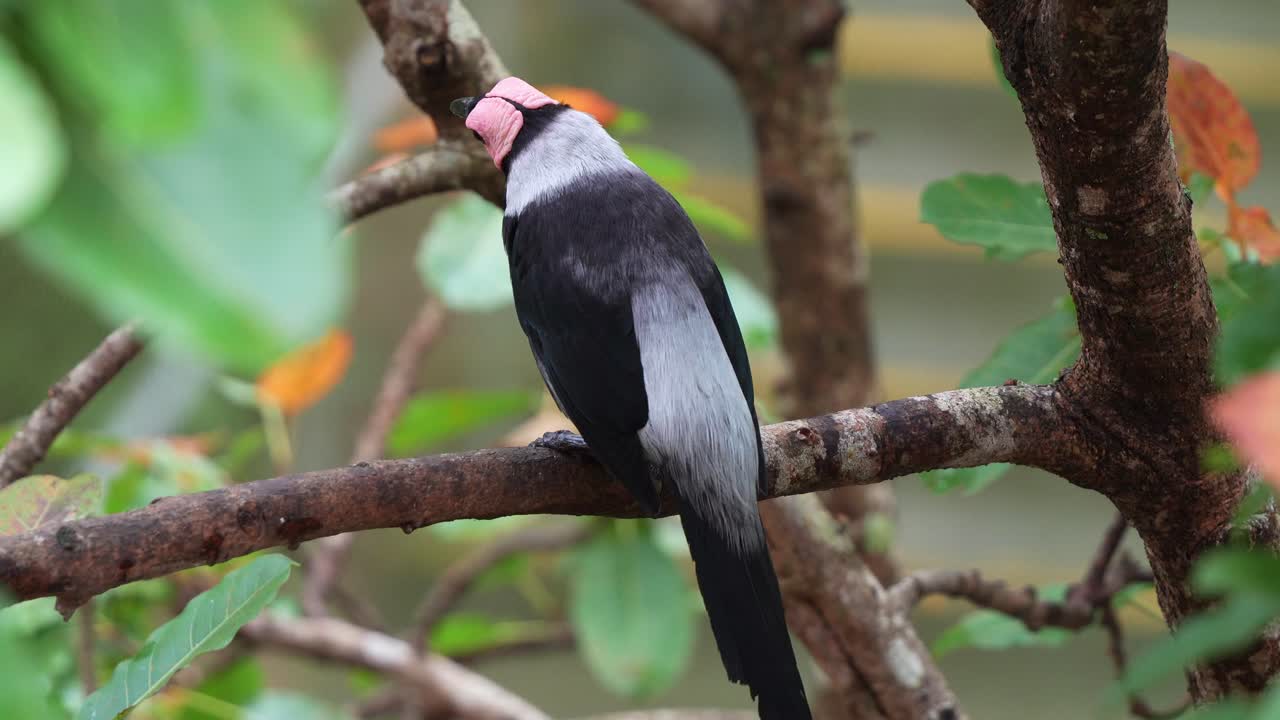 coleto, sarcops calvus visto posado en una rama de árbol en su hábitat natural, limpiando y arreglando sus plumas con su pico, preguntándose por su entorno, fotografía de cerca