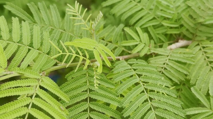 Primo piano di vivaci foglie composte verdi della pianta Shami (Prosopis cineraria), conosciuta anche come Khejri o Jand, che mostrano un aspetto delicato e piumato