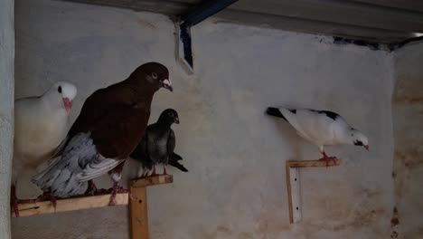 Familia-De-Palomas-Descansando-En-Su-Casa