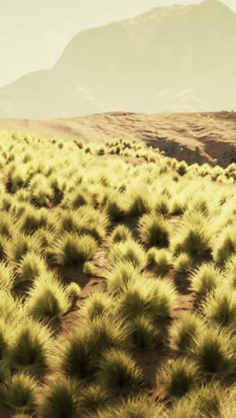 impresionante paisaje desértico con hierba y montañas