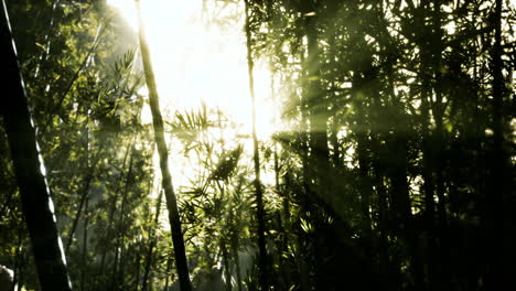 Hojas-De-Bambú-Verde-En-Una-Niebla-Ligera