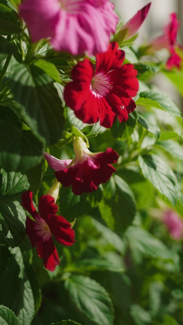 Vivaci fiori di petunia rossi e rosa che sbocciano alla luce del sole