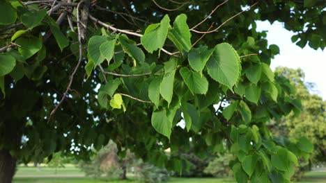 hojas de árbol soplando en el viento