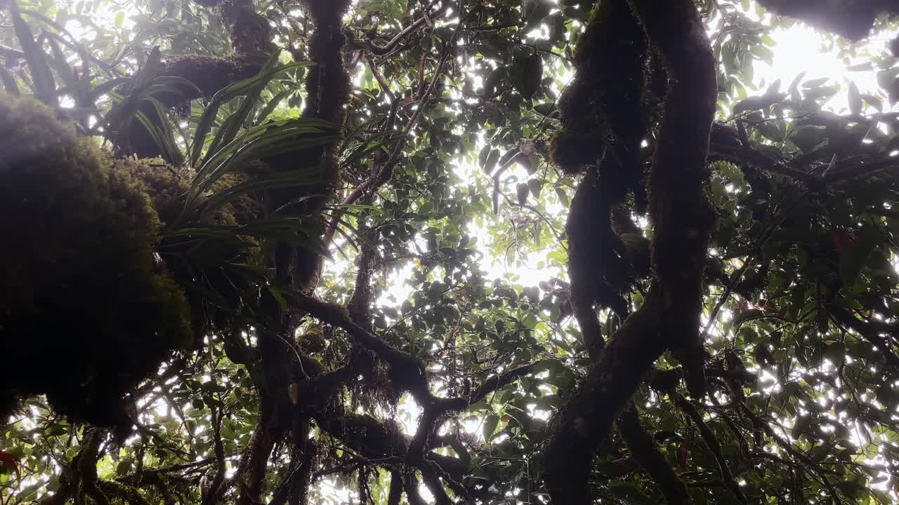 mahe seychelles lloviendo en el parque nacional, debajo de los árboles, gotas de lluvia