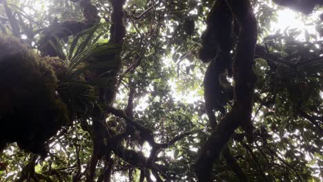 Mahe-Seychelles-raining-in-the-national-park,-under-the-trees,-rain-drops