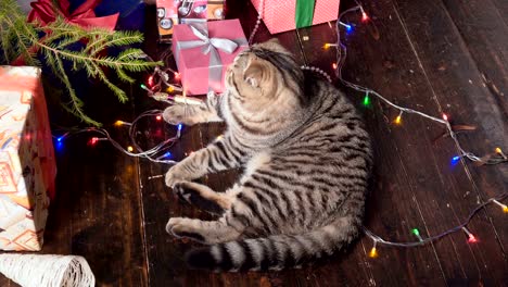 cat near the christmas tree and gifts