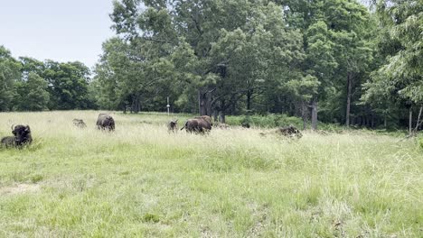 group of bison and buffalos in a meadow moving freely