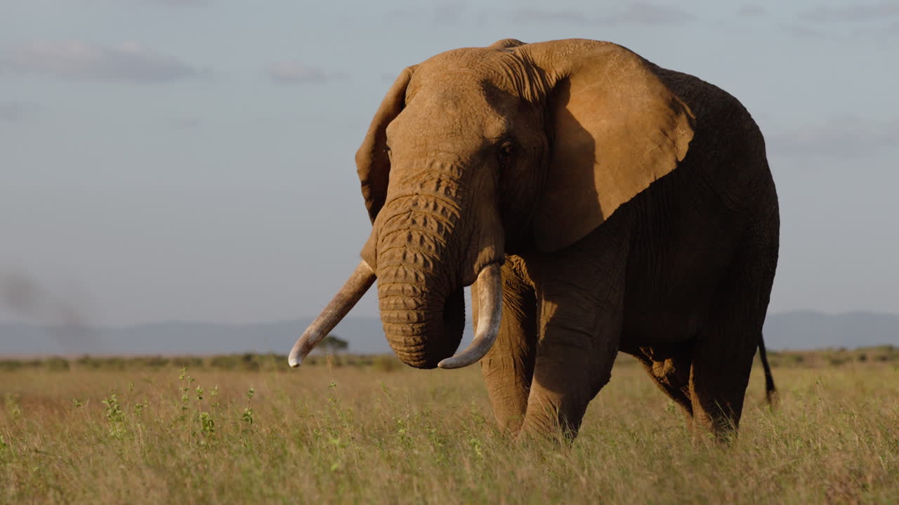 Bred parallax gimbaloptagelse af en afrikansk savanneelefant, der går.