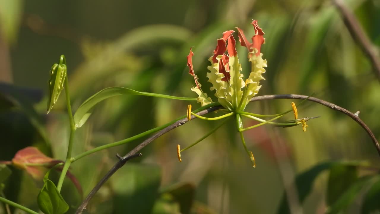 Beautiful Gloriosa superba flower plant