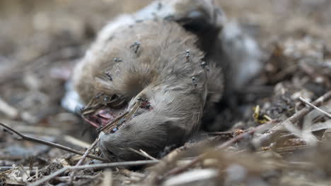 busy ants crawling over a birds dead body