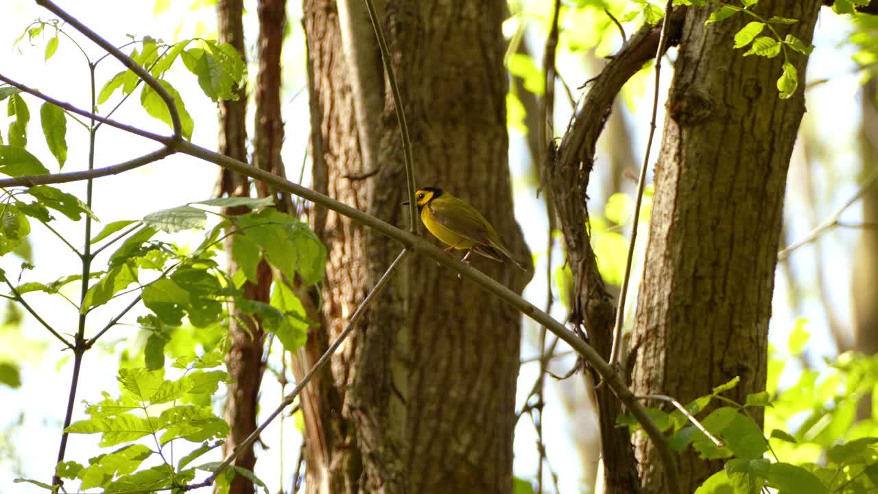 linda curruca amarilla con capucha, pájaro con capucha negra cantando una canción en el bosque, toma estática