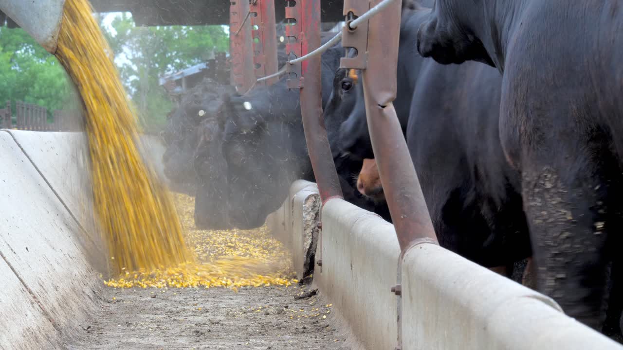 Black cows eating soybean feed in a farm trough.