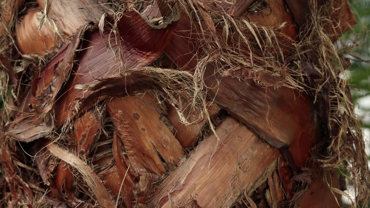 Closer view and tilt up camera movement from a Washingtonia robusta plant's tribe