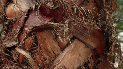 vista más cercana y inclinación hacia arriba movimiento de la cámara de la tribu de una planta de washingtonia robusta