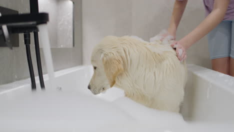 golden retriever getting a bath