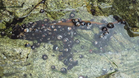 Hermit-crabs-crawling-and-eating-seaweed-in-Monterey-California-tide-pool,-wide