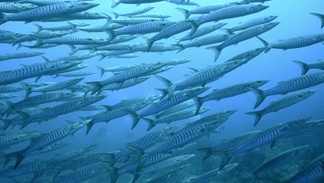 a school of barracudas swimming in the red sea