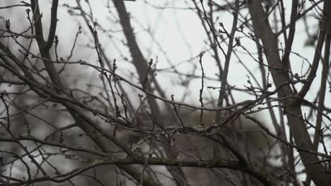 Dark-eyed-Junco-sitting-on-a-blossom-tree-during-winter-eating-breakfast