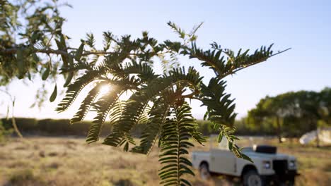 Rama-De-árbol-Y-Vehículo-Estacionado-En-El-Paisaje-4k