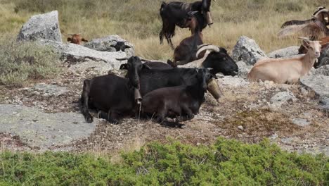 grupo de cabras negras sobre roca, serra da estrela en portugal