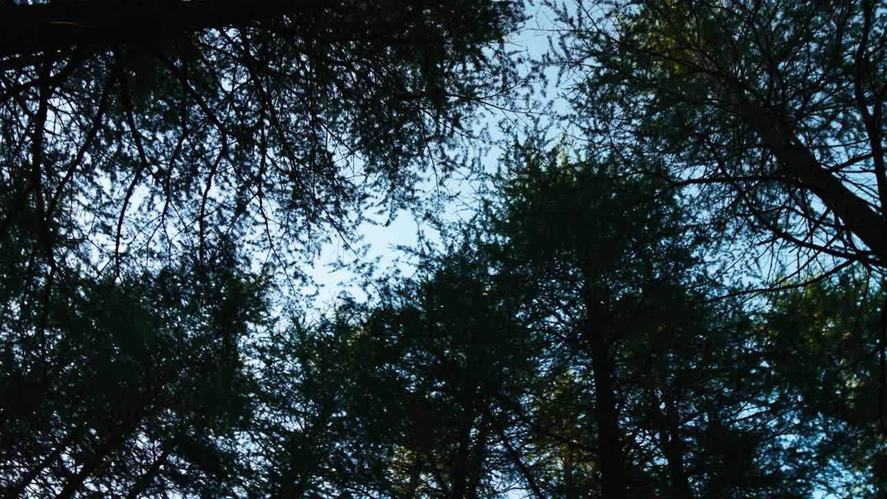 Camera rotates upward through tall pine trees revealing a clear blue sky, capturing the serene beauty of the arboretum’s canopy.