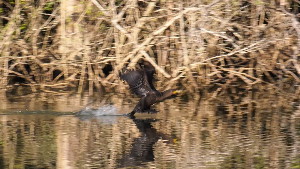 Cormorano dal Doppia Cresta appollaiato su un tronco, poi si alza in volo sfiorando la superficie