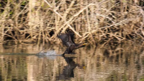 Double-Crested-Cormorant-perched-on-a-log-then-takes-off-in-flight-skimming-the-surface