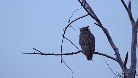 great horned owl perching on tree and observing its surrounding