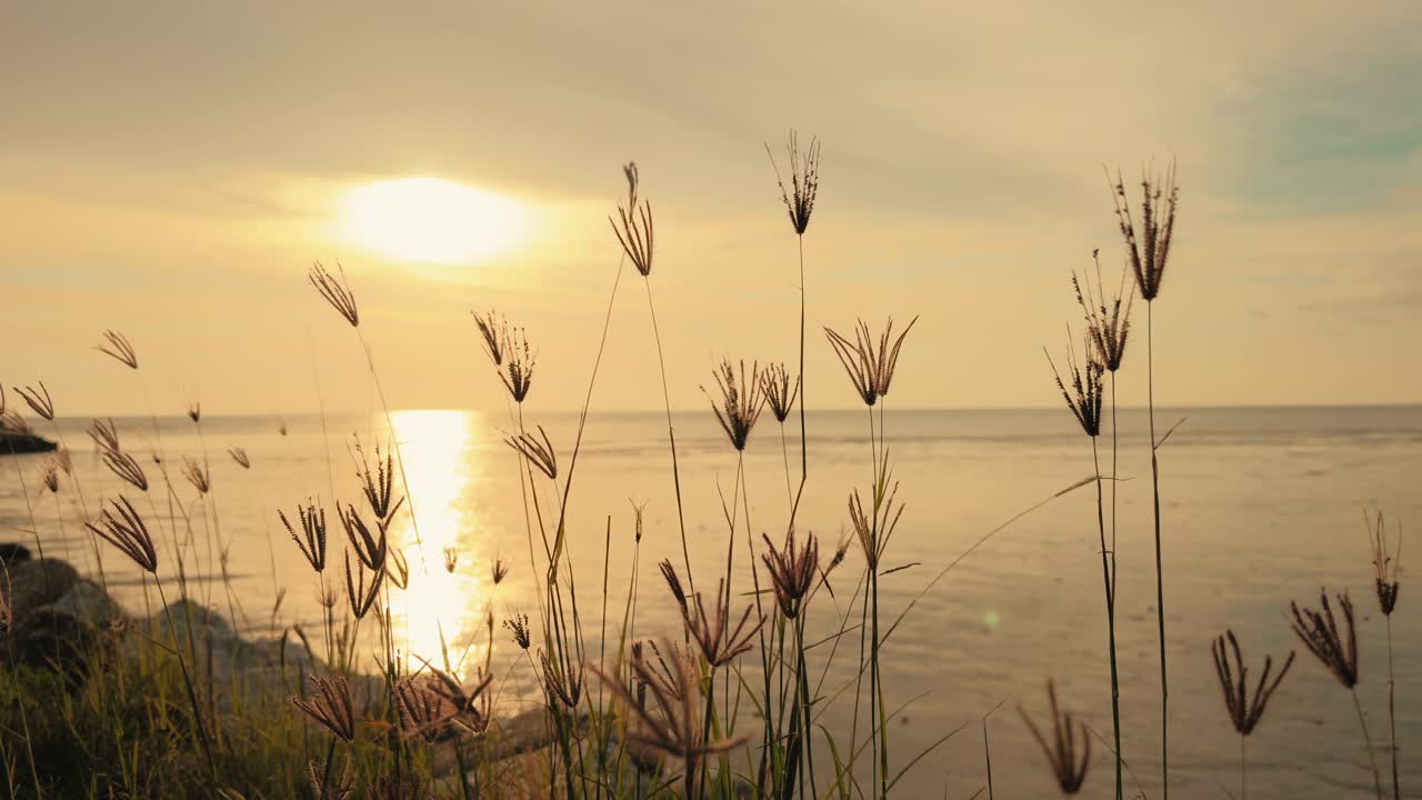 A breathtaking view of the golden sunset reflecting on the calm ocean, framed by swaying coastal grasses, creating a peaceful and scenic natural ambiance.