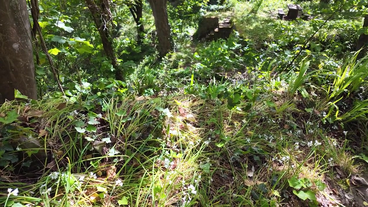 木漏れ日が差す森の地面の春の葉から、そよ風が吹く森の小道へとパンニングする映像。