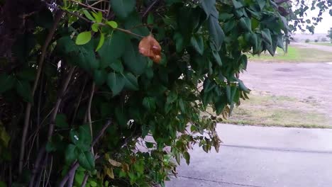 Tree-leaves-overhanging-and-blowing-in-the-wind-next-to-a-street-walk-and-a-dirty-road