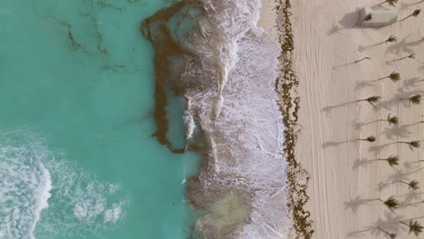 Playa-Paradisíaca-En-El-Mar-Caribe-Tomada-Por-Algas-Sargasso