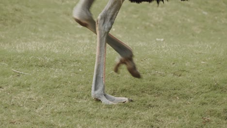 details of ostrich legs and feet in grass