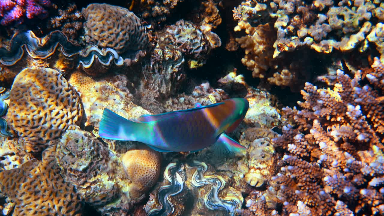 Close up of a Rusty parrotfish swimming near a coral reef