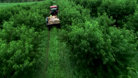 fast low aerial approach through peach trees to a tractor with flatbed of freshly picked peaches in an orchard