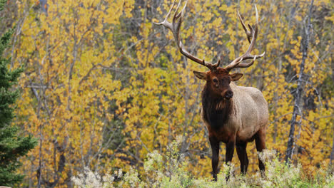 Elk-In-Rut-Stands-At-The-Meadow-With-Blooming-Wildflowers-During-Autumn-Season-In-Alberta,-Canada